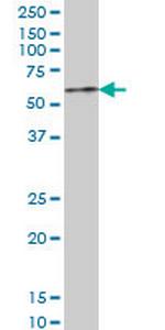 ZNF207 Monoclonal Antibody (5G3)