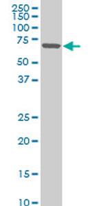 ZNF215 Monoclonal Antibody (1E4)