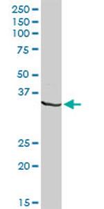 DNALI1 Antibody in Western Blot (WB)