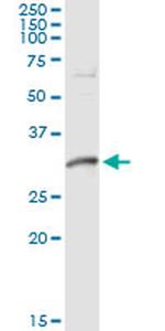 DNALI1 Antibody in Immunoprecipitation (IP)