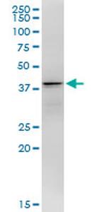 DNALI1 Antibody in Western Blot (WB)