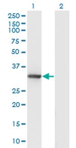 DNALI1 Antibody in Western Blot (WB)