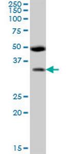 BSND Polyclonal Antibody, MaxPab™