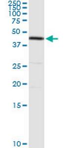 DAP3 Polyclonal Antibody, MaxPab™