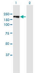 PXDN Polyclonal Antibody, MaxPab™