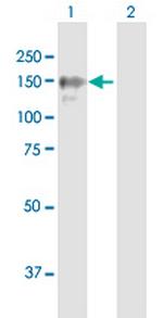 BRPF1 Polyclonal Antibody, MaxPab™