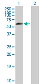 IFRD2 Antibody in Western Blot (WB)