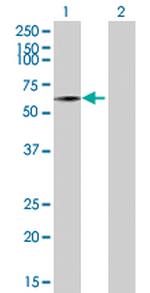 SEMA3B Polyclonal Antibody, MaxPab™