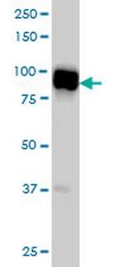SLMAP Monoclonal Antibody (2A7)