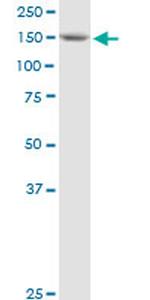 BAT3 Antibody in Western Blot (WB)