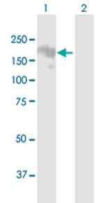 BAT3 Antibody in Western Blot (WB)