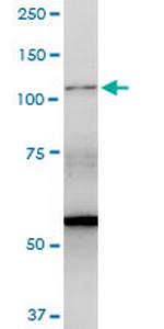 BAT3 Polyclonal Antibody, MaxPab™