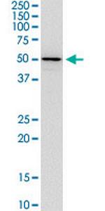 TFEB Antibody in Western Blot (WB)