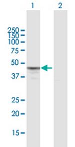 MTERF Polyclonal Antibody, MaxPab™