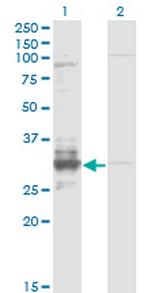 TFPI2 Monoclonal Antibody (3E8)