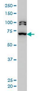 BRD3 Monoclonal Antibody (6F3)