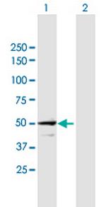 STAM Polyclonal Antibody, MaxPab™