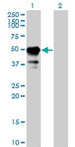 STAM Monoclonal Antibody (2B11-1G1)