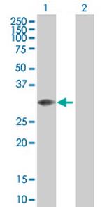 MLF2 Polyclonal Antibody, MaxPab™