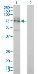FXR1 Monoclonal Antibody (2G11)