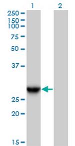 YEATS4 Polyclonal Antibody, MaxPab™