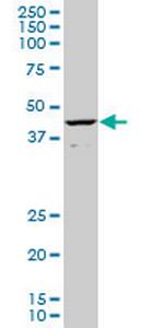 CART1 Monoclonal Antibody (2A10)