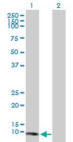 TCL1A Antibody in Western Blot (WB)