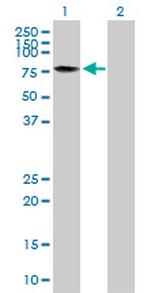 TAF15 Polyclonal Antibody, MaxPab™