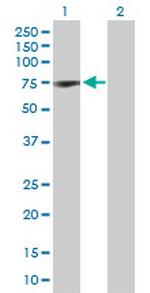 COIL Polyclonal Antibody, MaxPab™