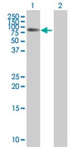 ELL Polyclonal Antibody, MaxPab™