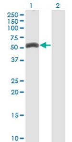 ZNF239 Antibody in Western Blot (WB)