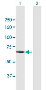 CHAF1B Polyclonal Antibody, MaxPab™