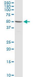 SYN3 Antibody in Western Blot (WB)