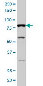 SFRS17A Monoclonal Antibody (2G8)