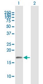 UBL4A Antibody in Western Blot (WB)