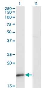 UBL4A Antibody in Western Blot (WB)
