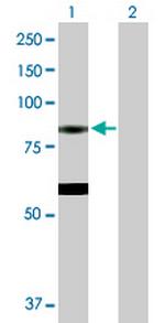 EPX Polyclonal Antibody, MaxPab™