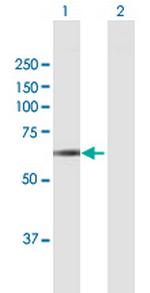 PICALM Polyclonal Antibody, MaxPab™