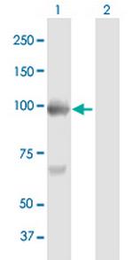 BAP1 Antibody in Western Blot (WB)