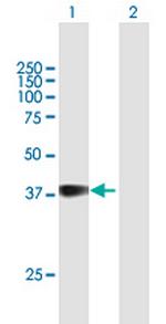 GFI1B Polyclonal Antibody, MaxPab™