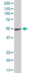 HYAL3 Antibody in Western Blot (WB)
