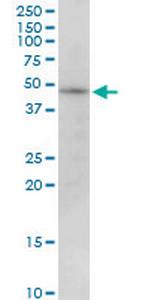 PIP4K2B Polyclonal Antibody, MaxPab™