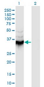 ANXA9 Monoclonal Antibody (5G3)