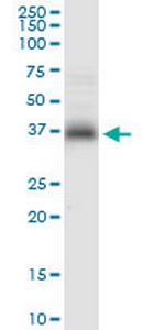 STX7 Polyclonal Antibody, MaxPab™