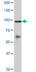 RECK Polyclonal Antibody, MaxPab™