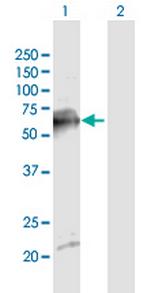 SDPR Polyclonal Antibody, MaxPab™