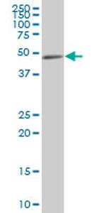NCK2 Antibody in Western Blot (WB)