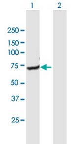 GNPAT Polyclonal Antibody, MaxPab™