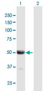 DOC2B Polyclonal Antibody, MaxPab™