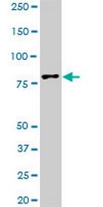 TTF2 Monoclonal Antibody (1E8)